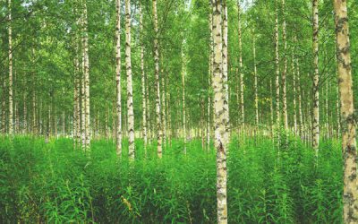 Suomi tarvitsee aikuisia ilmastopolitiikkaan