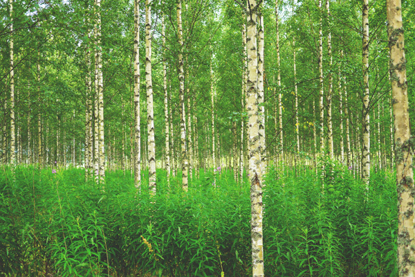 Suomi tarvitsee aikuisia ilmastopolitiikkaan